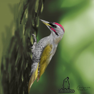 野鳥の画像を貼るトピ