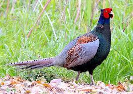 野鳥の画像を貼るトピ