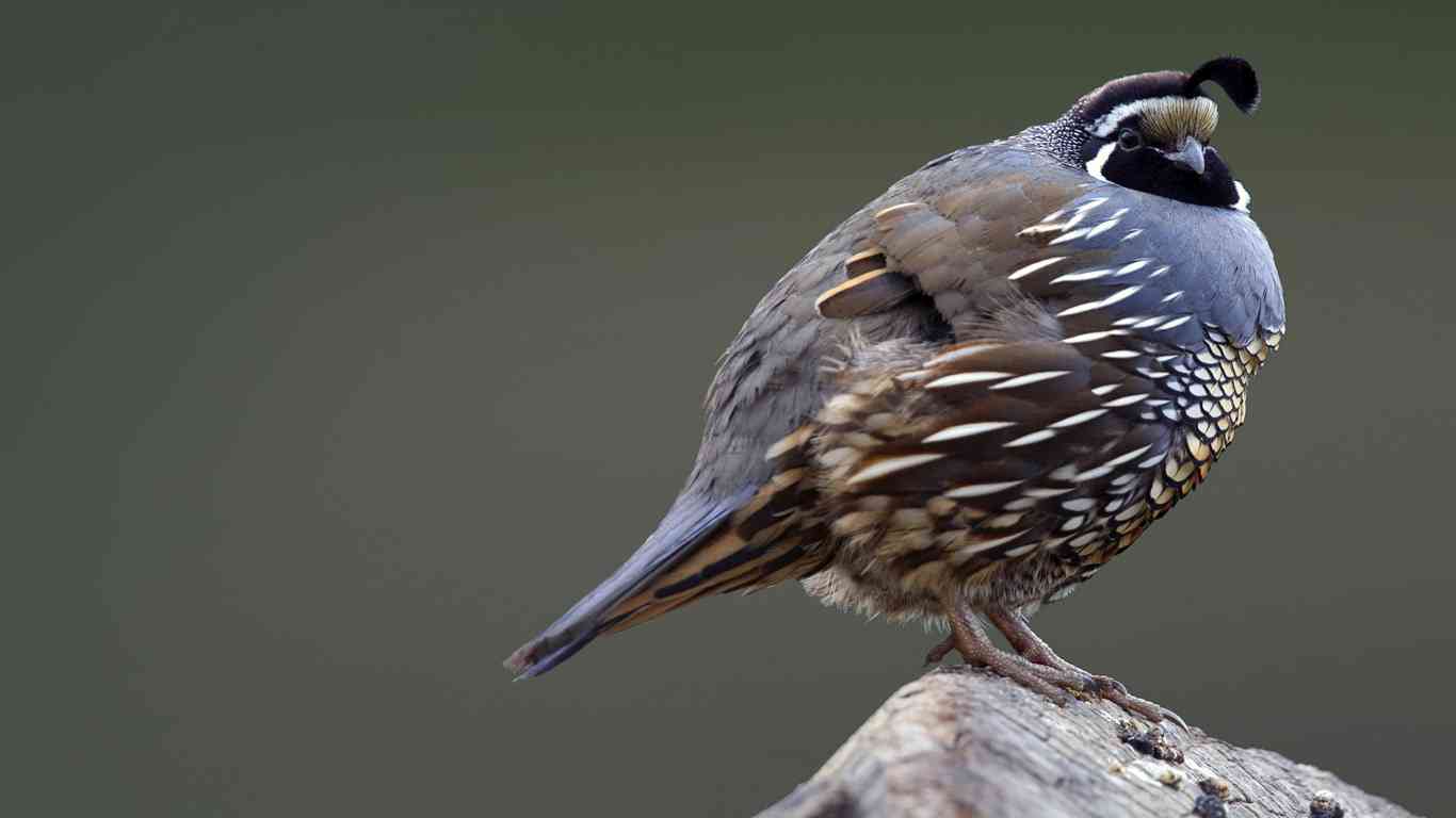 野鳥の画像を貼るトピ