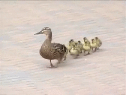 野鳥の画像を貼るトピ