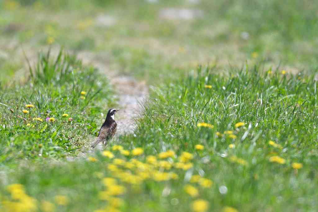 野鳥の画像を貼るトピ