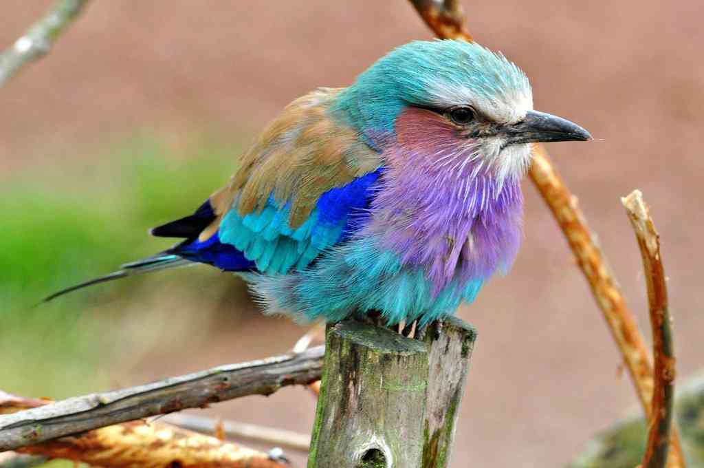 野鳥の画像を貼るトピ