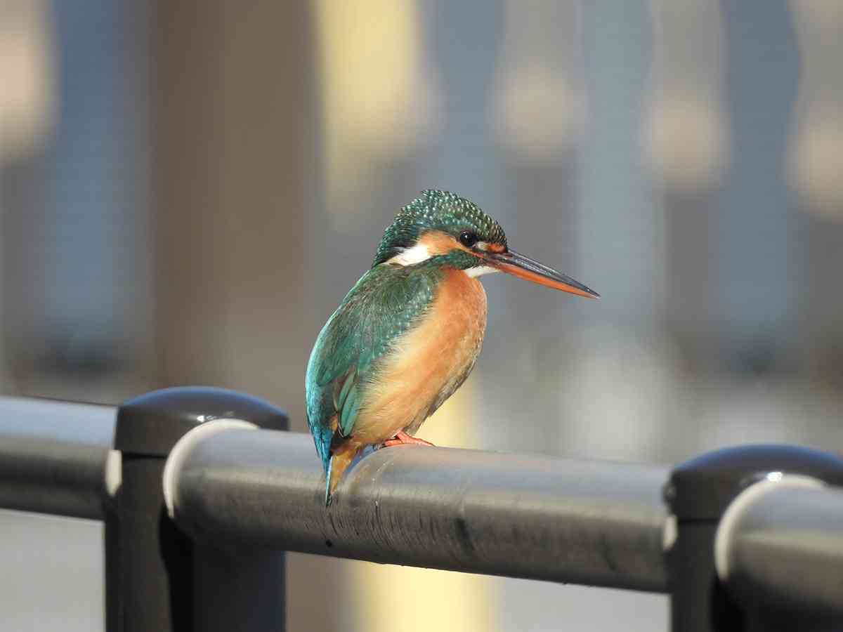 野鳥の画像を貼るトピ