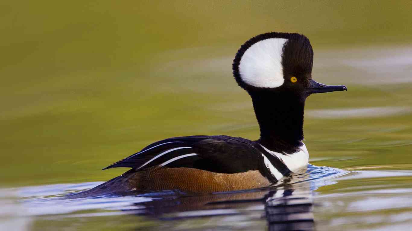 野鳥の画像を貼るトピ