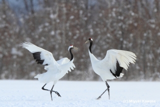 野鳥の画像を貼るトピ