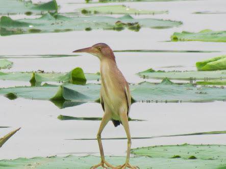 野鳥の画像を貼るトピ