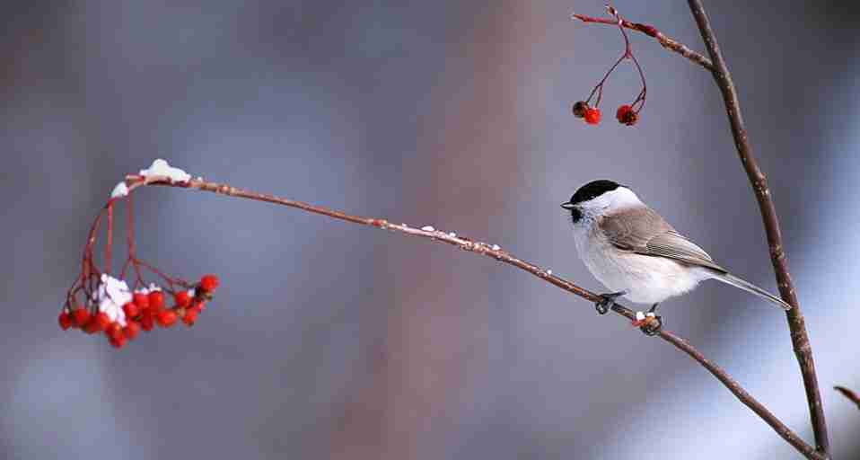 野鳥の画像を貼るトピ