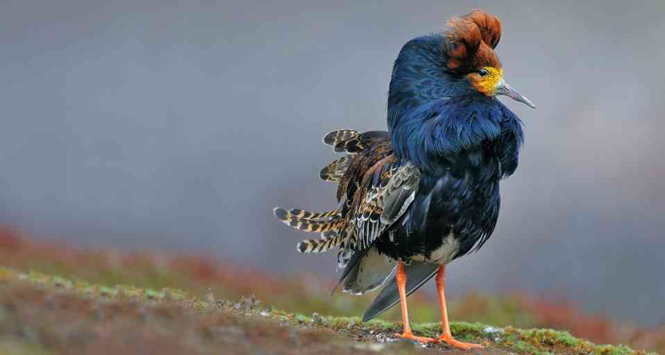 野鳥の画像を貼るトピ