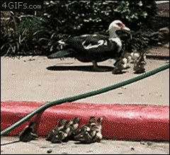 野鳥の画像を貼るトピ