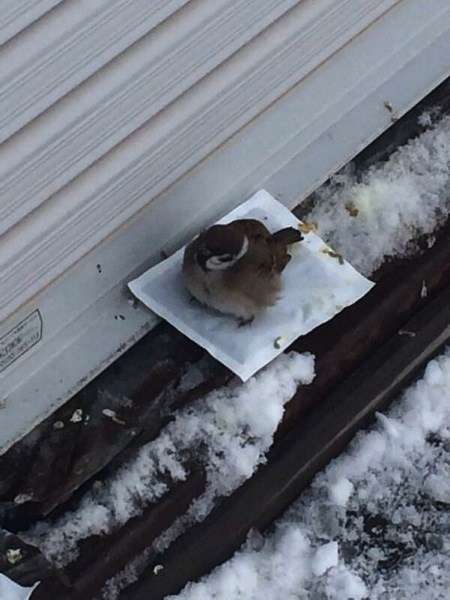 野鳥の画像を貼るトピ