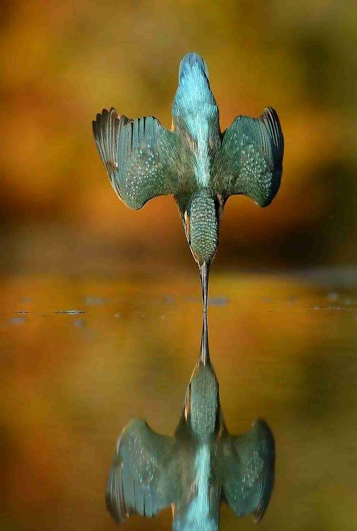 野鳥の画像を貼るトピ