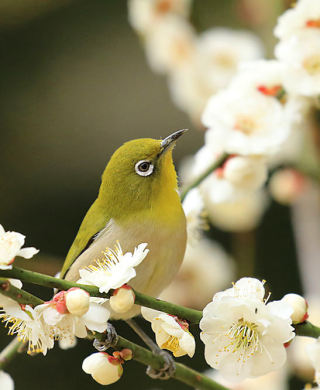 野鳥の画像を貼るトピ