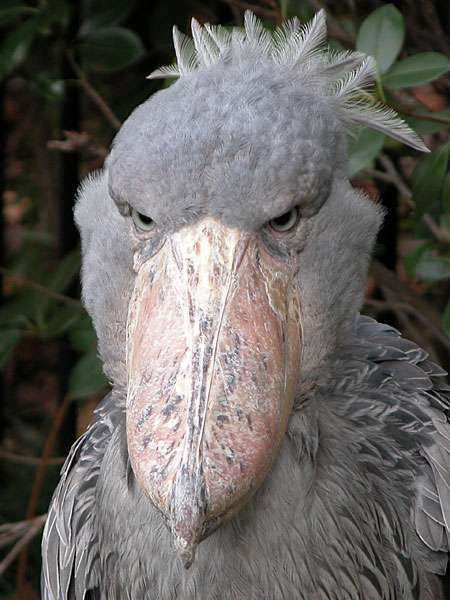 野鳥の画像を貼るトピ