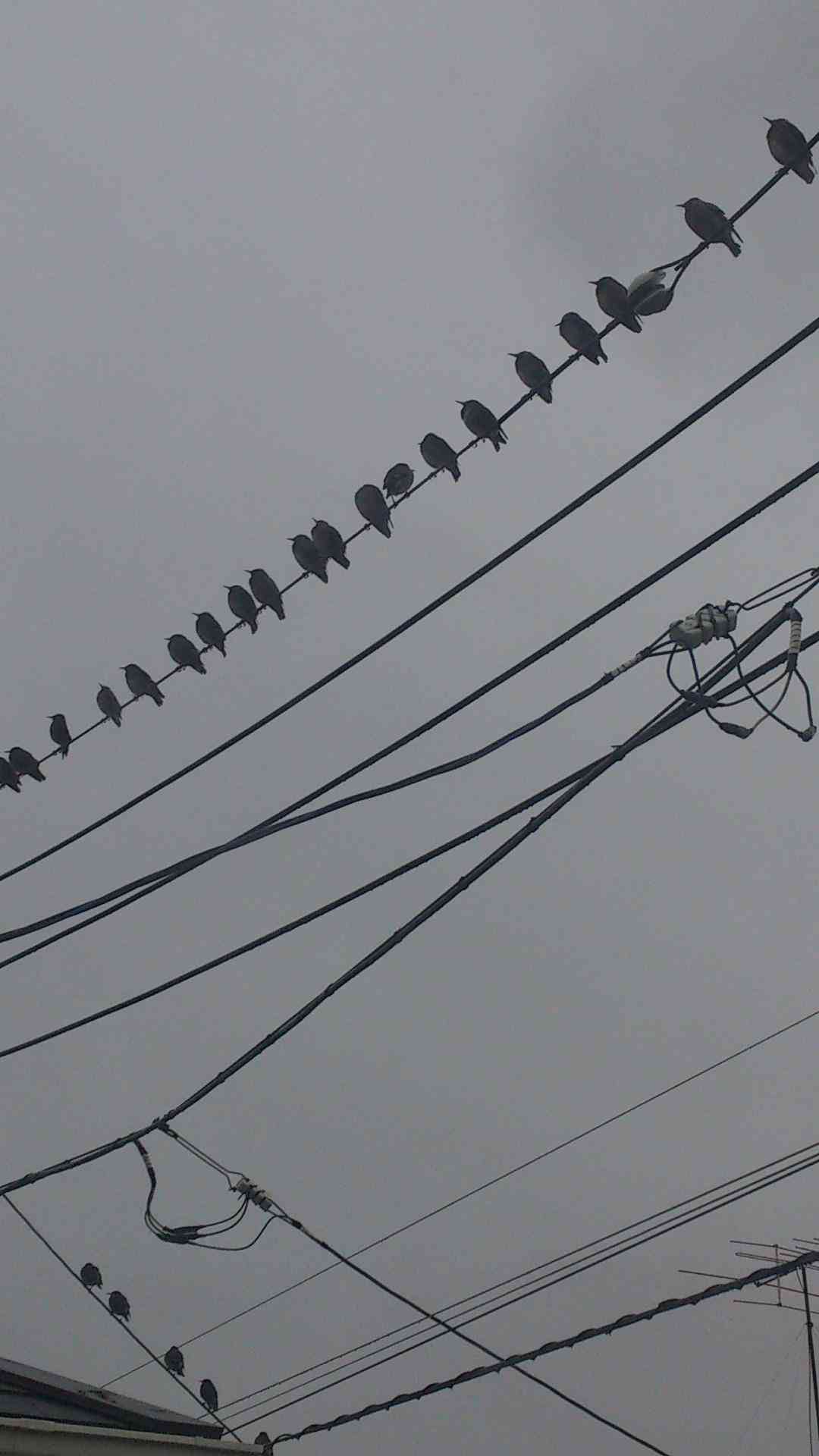 野鳥の画像を貼るトピ