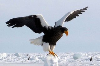 野鳥の画像を貼るトピ