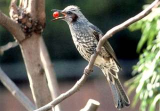 野鳥の画像を貼るトピ