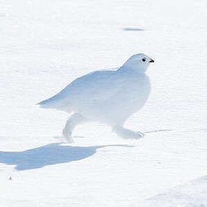 野鳥の画像を貼るトピ