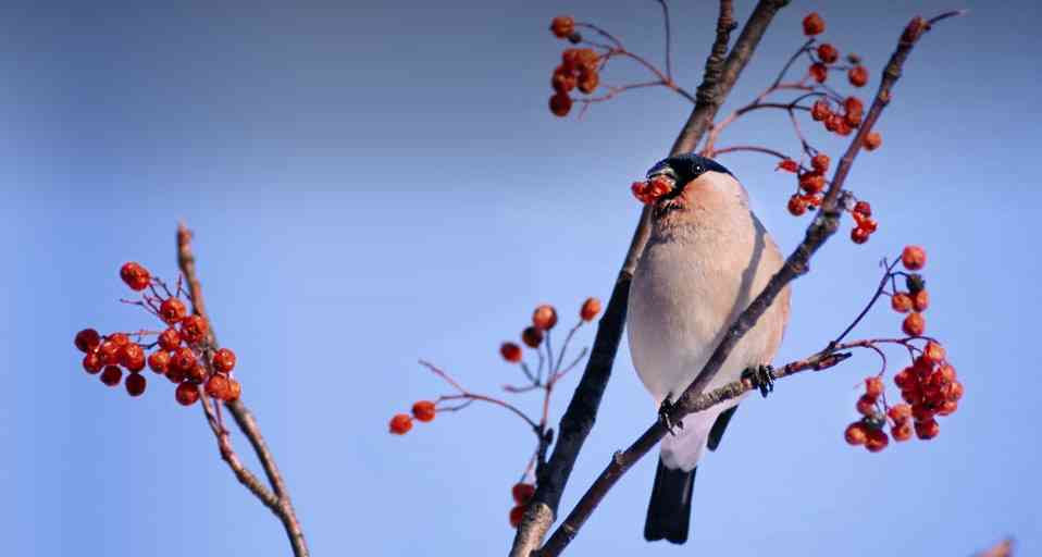 野鳥の画像を貼るトピ