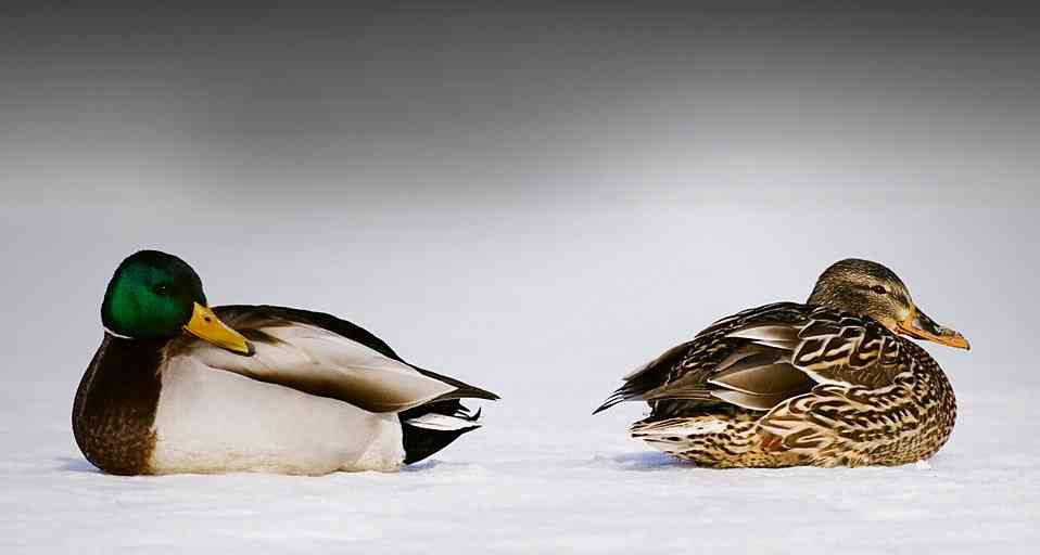 野鳥の画像を貼るトピ