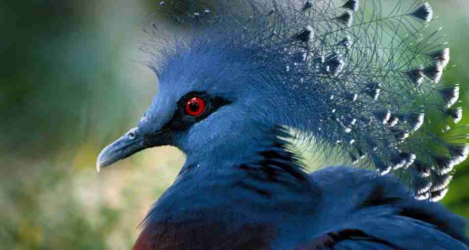 野鳥の画像を貼るトピ