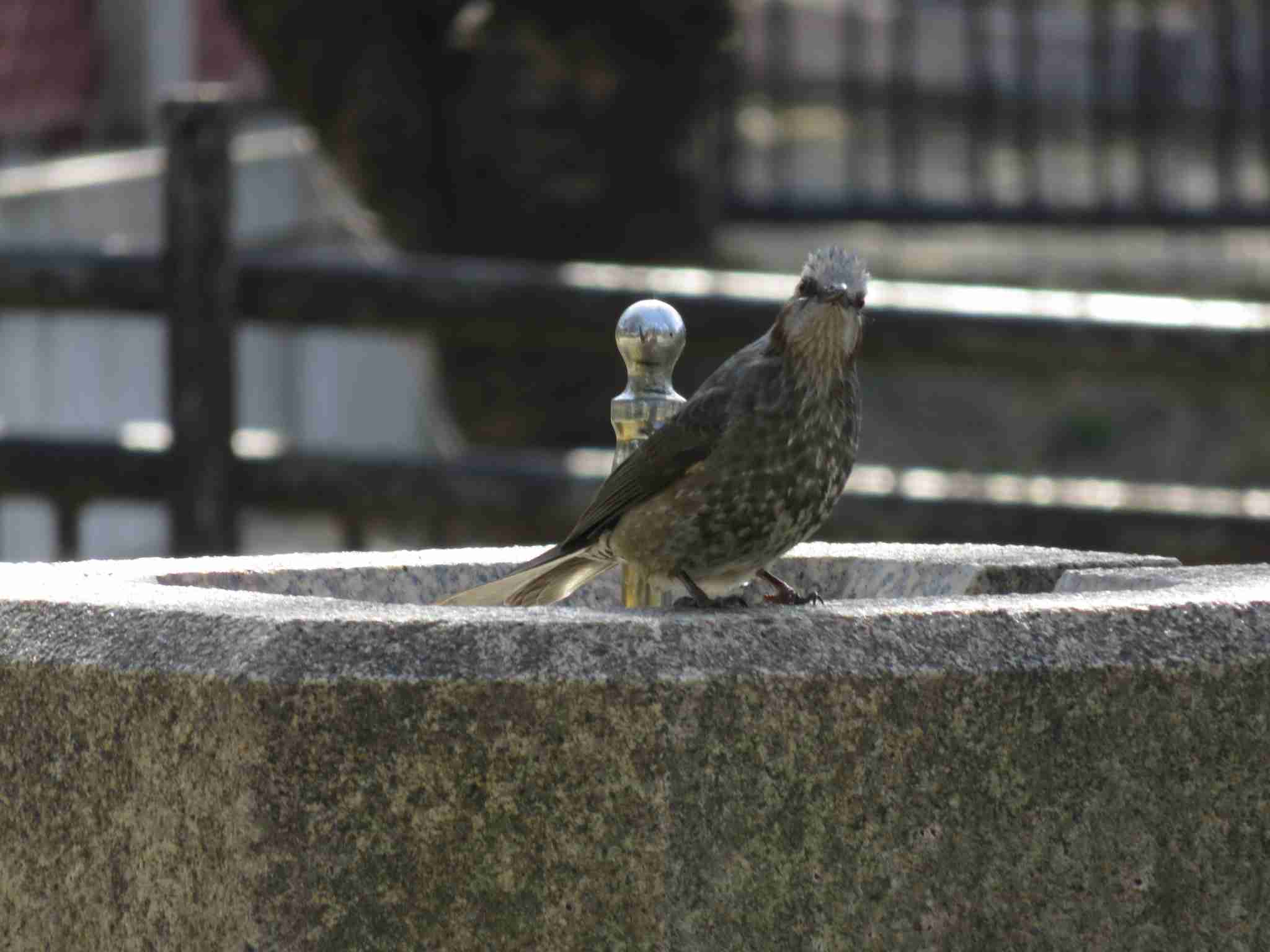 野鳥の画像を貼るトピ