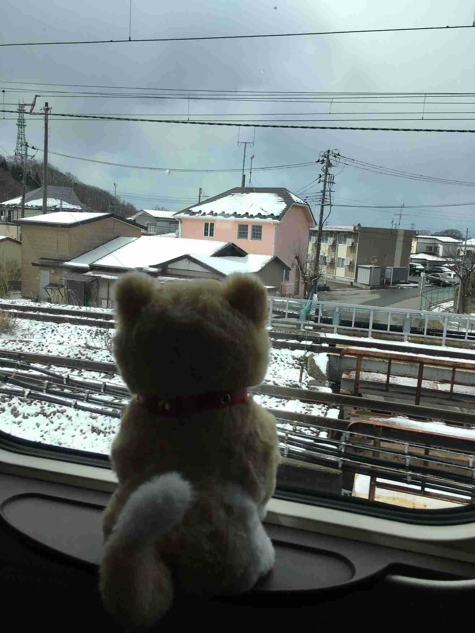 ぬい撮り見せてください