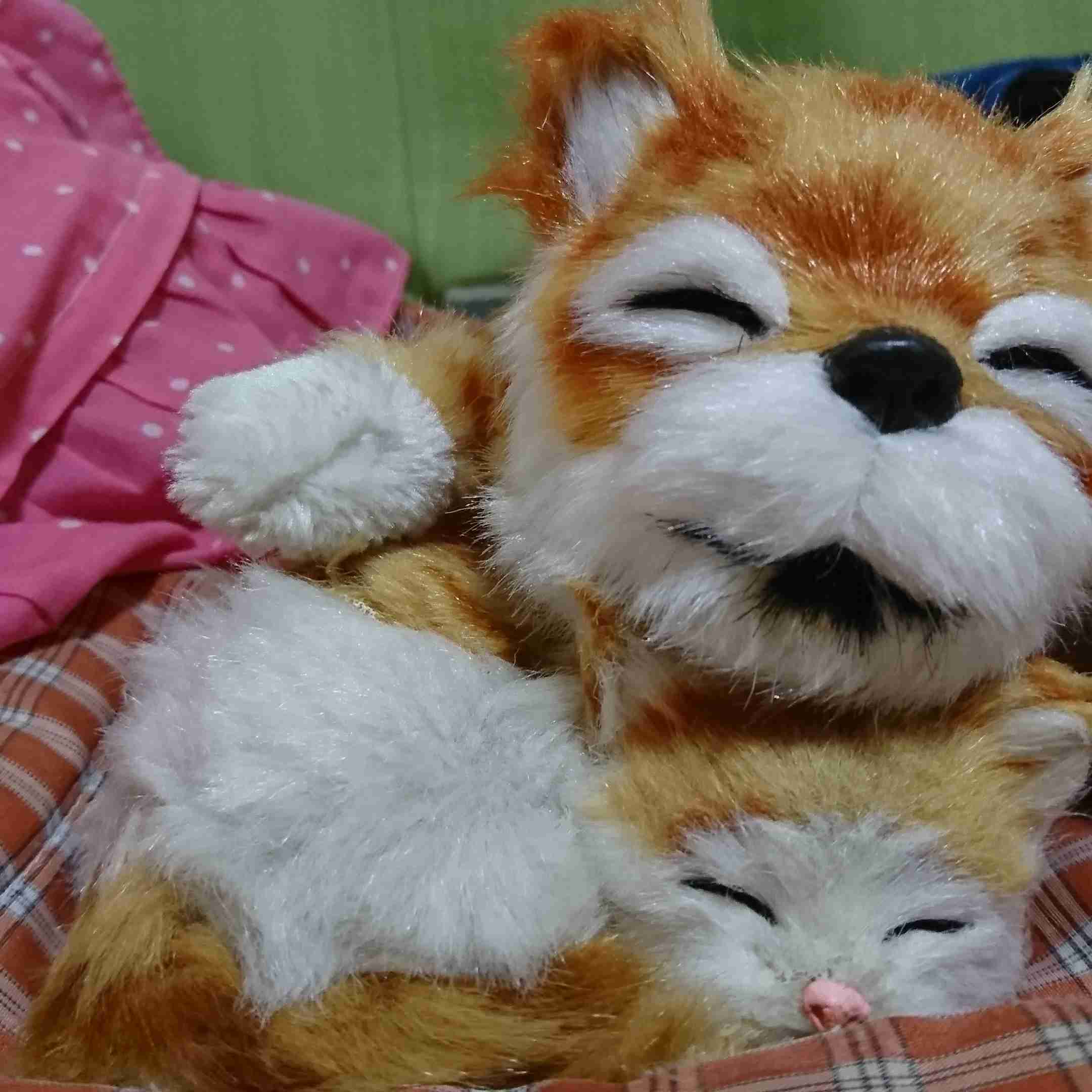 ぬい撮り見せてください