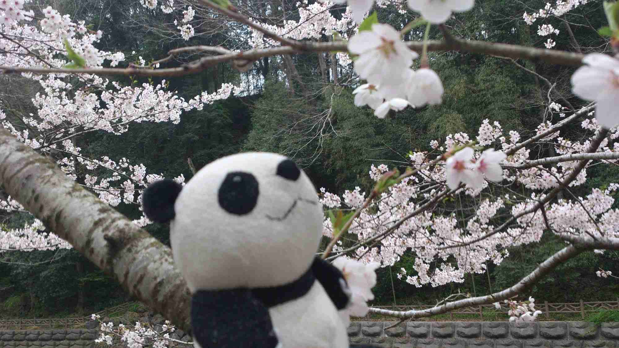 ぬい撮り見せてください