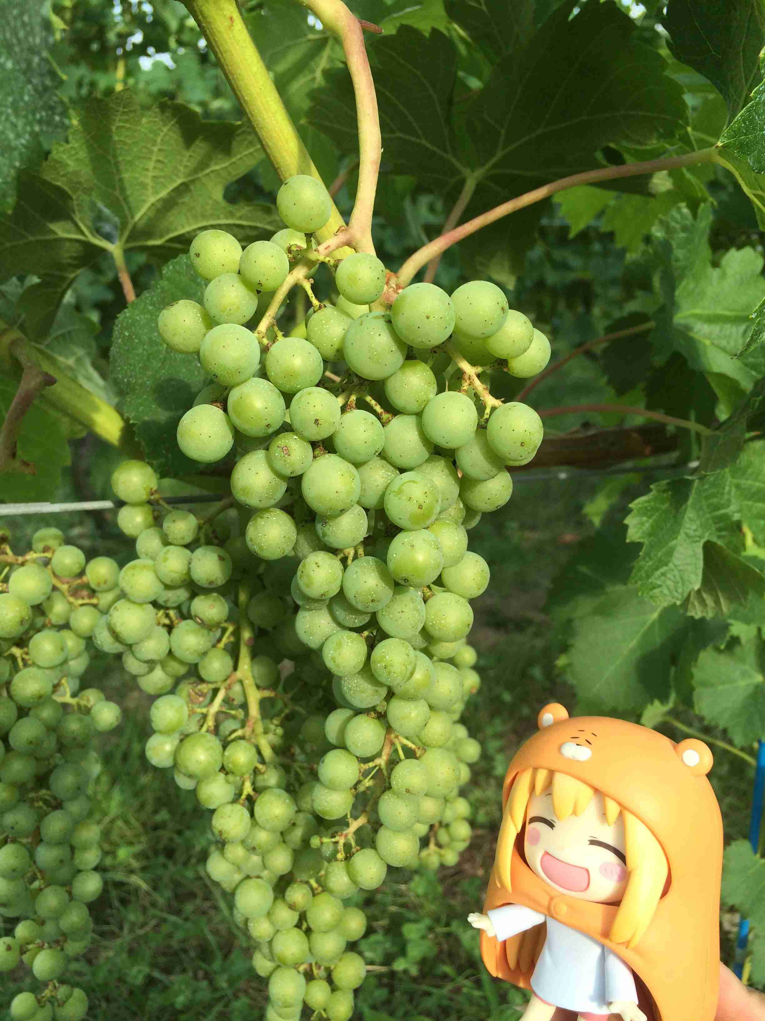 ぬい撮り見せてください
