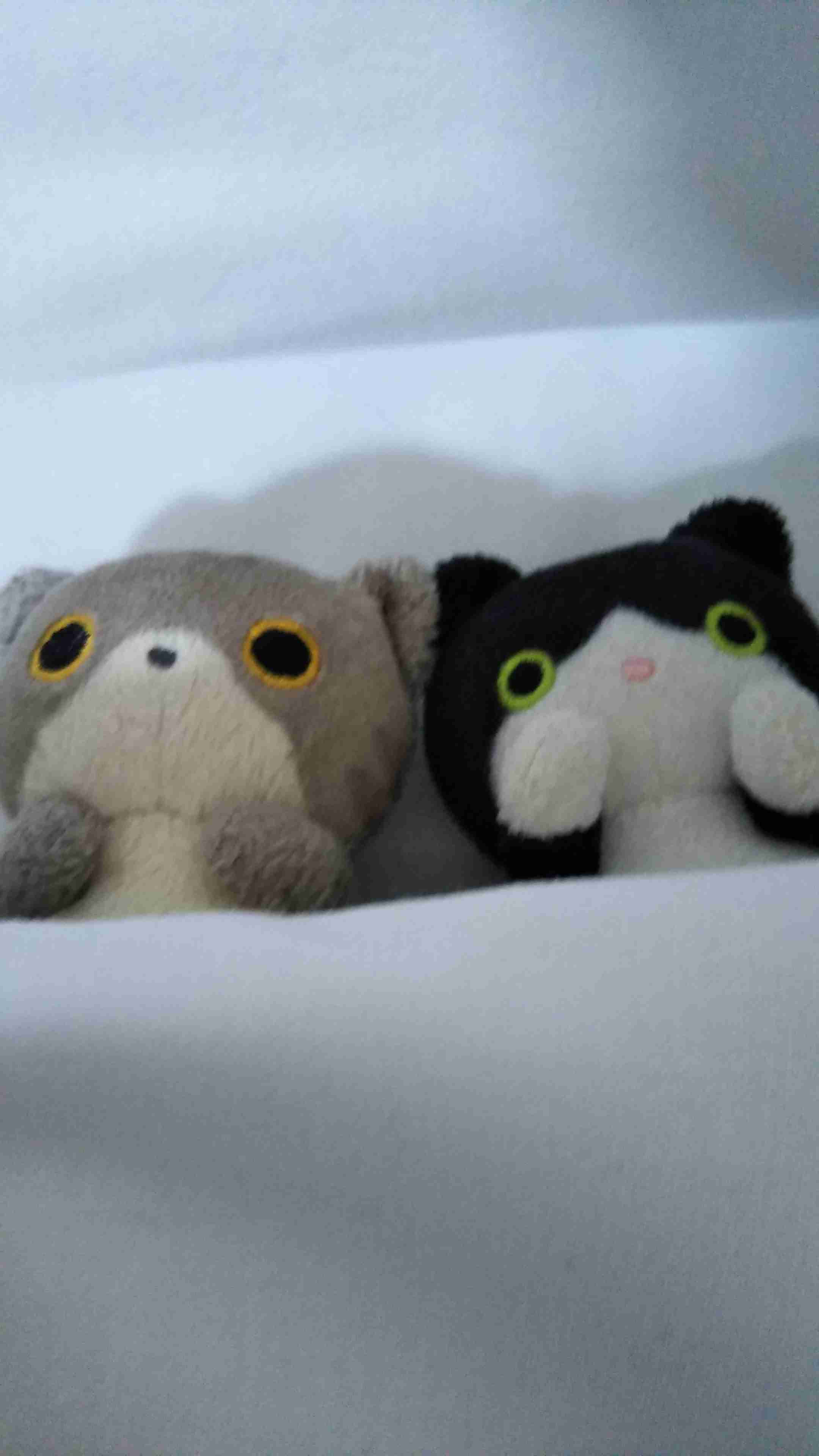 ぬい撮り見せてください