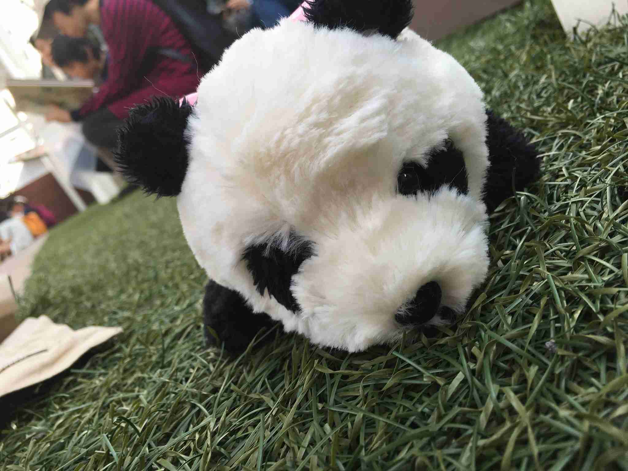 ぬい撮り見せてください