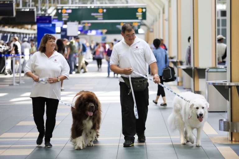 空港でセラピー犬・ピットブルに噛まれた女児、母親が飼い主や航空会社を訴える（米）