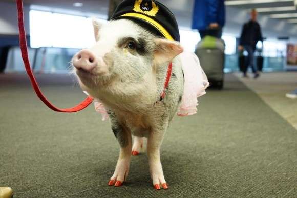 空港でセラピー犬・ピットブルに噛まれた女児、母親が飼い主や航空会社を訴える（米）