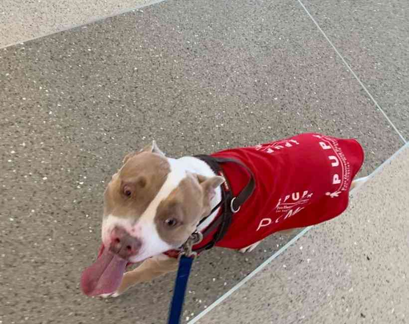 空港でセラピー犬・ピットブルに噛まれた女児、母親が飼い主や航空会社を訴える（米）