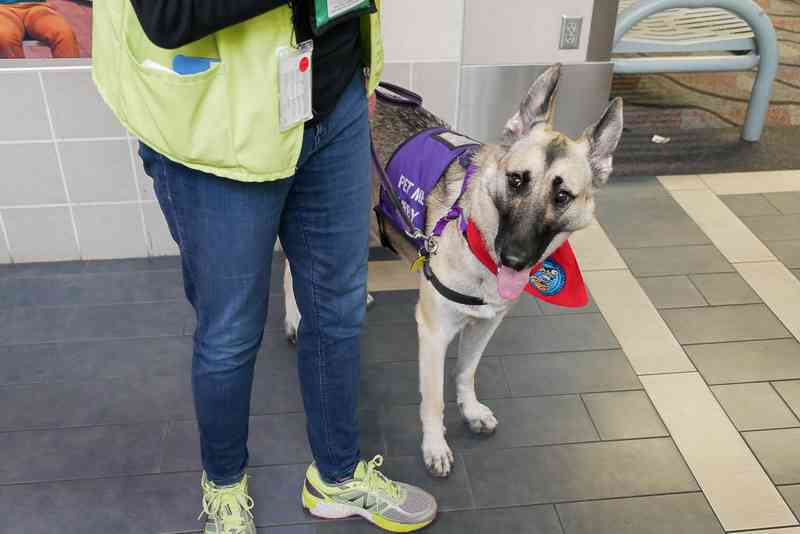 空港でセラピー犬・ピットブルに噛まれた女児、母親が飼い主や航空会社を訴える（米）
