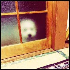 心霊写真を撮ってしまった又は見たことがある方