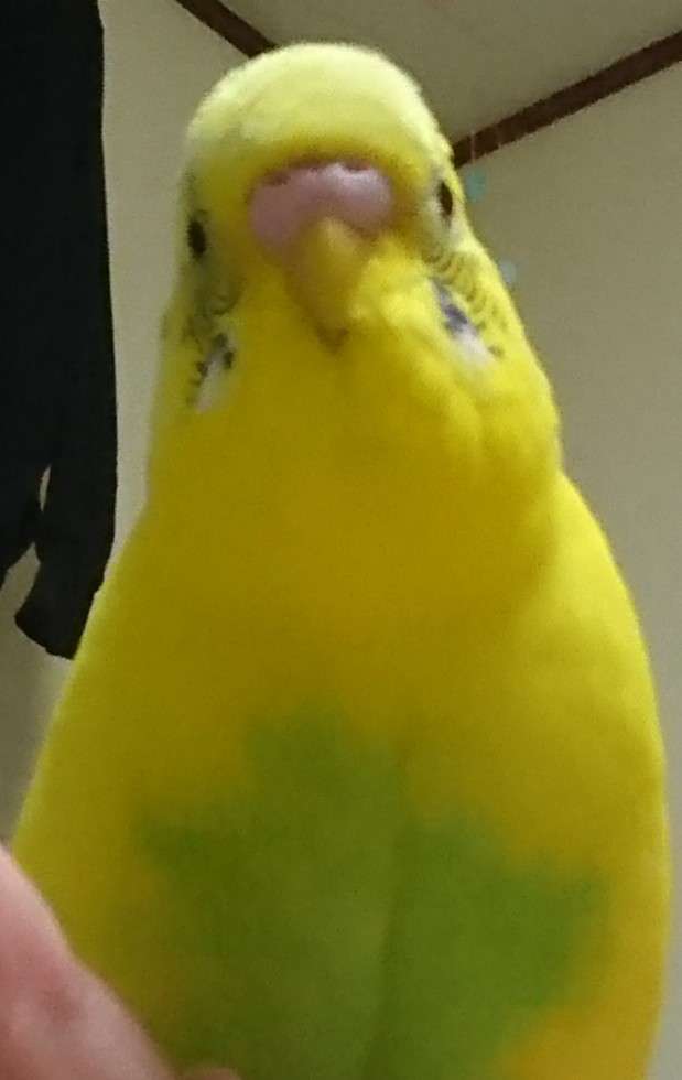 ペットの顔と飼い主の顔は似ると思いますか？