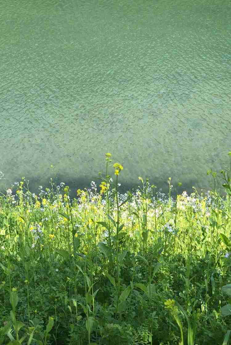 蜷川実花の世界観が好き
