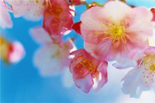 蜷川実花の世界観が好き