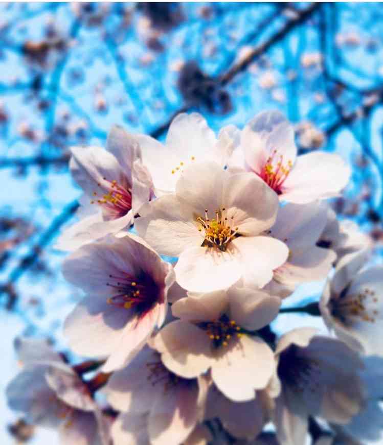 蜷川実花の世界観が好き