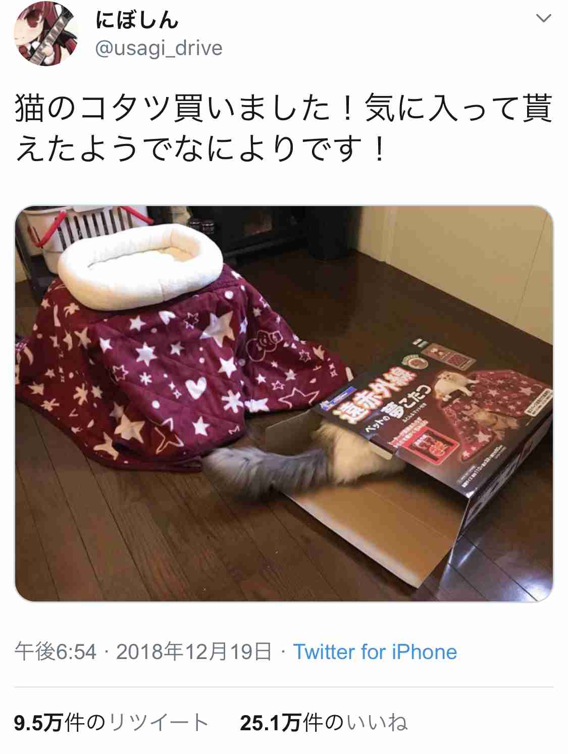 【春なのに】敢えてこたつ×猫を貼るトピ