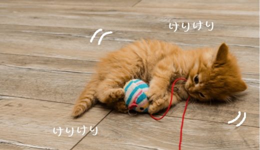 【春なのに】敢えてこたつ×猫を貼るトピ