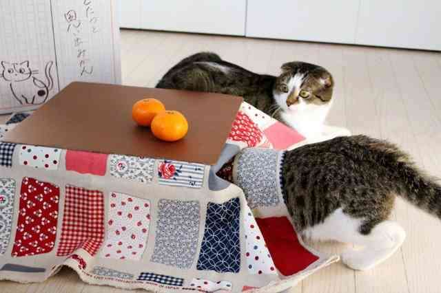 【春なのに】敢えてこたつ×猫を貼るトピ