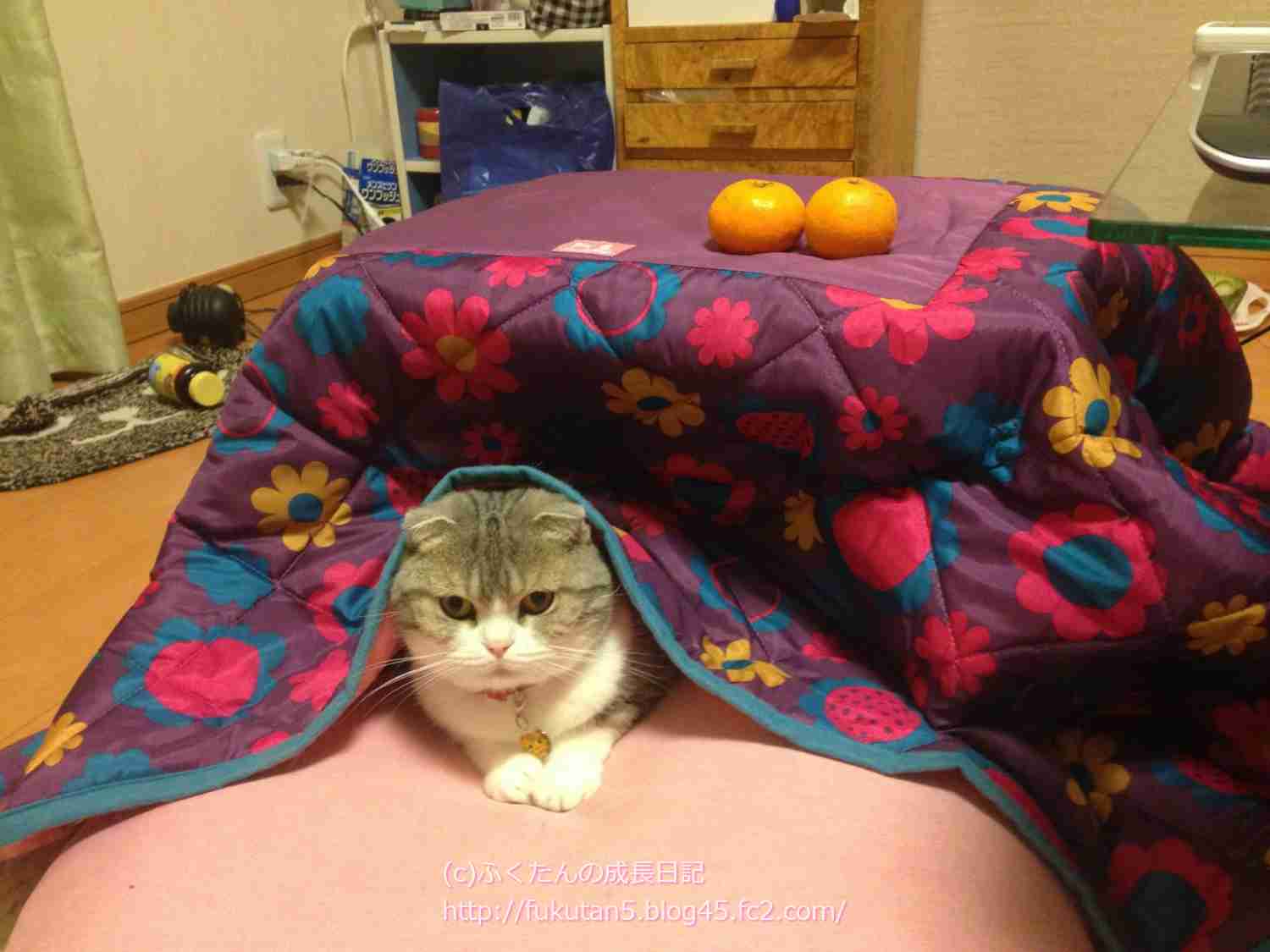 【春なのに】敢えてこたつ×猫を貼るトピ
