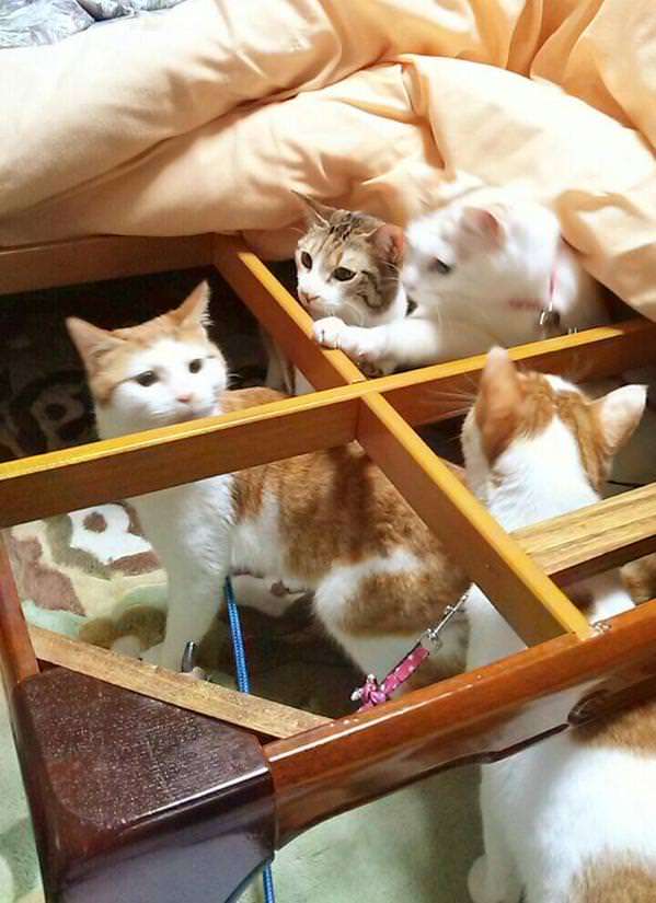 【春なのに】敢えてこたつ×猫を貼るトピ