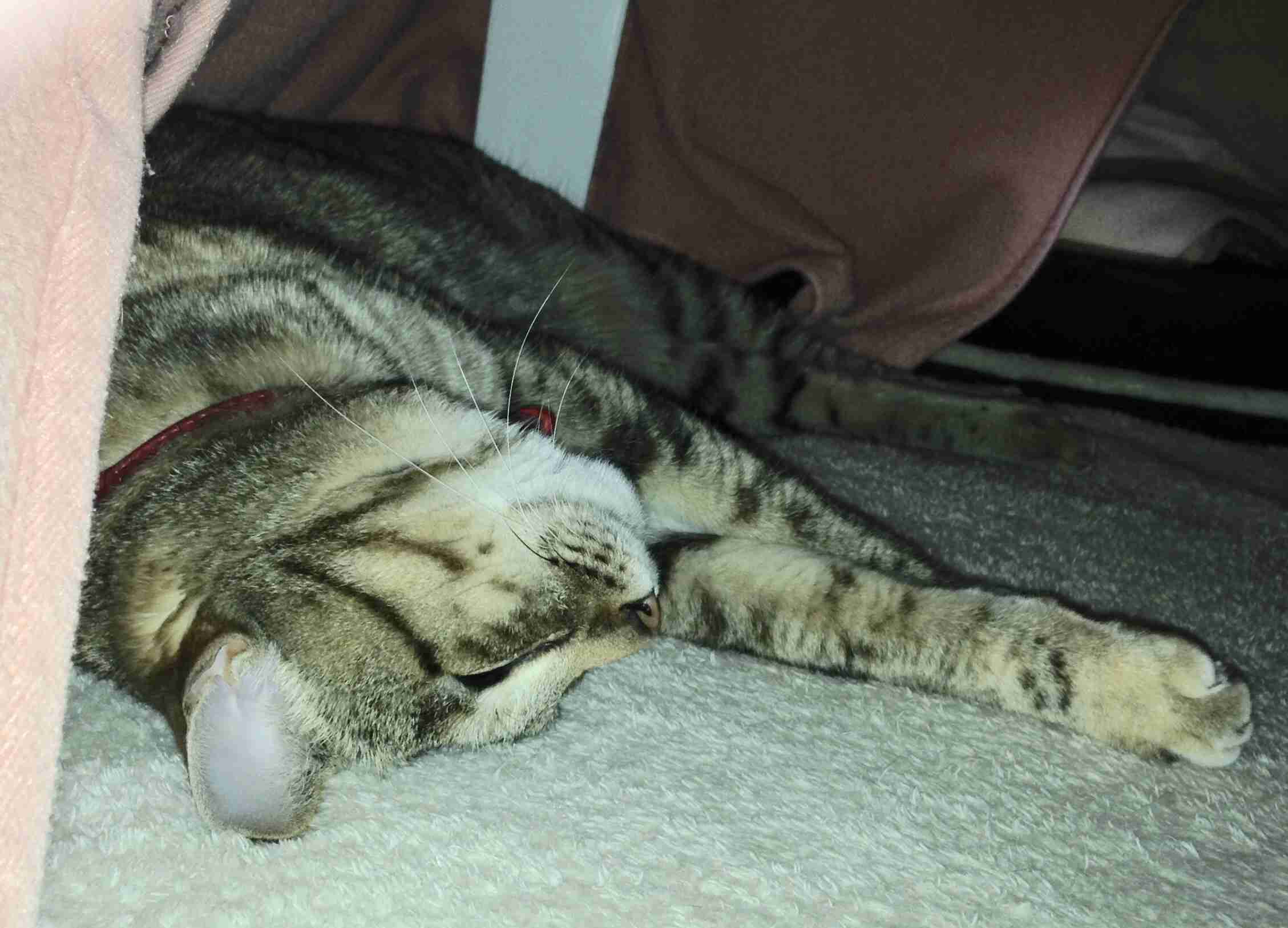 【春なのに】敢えてこたつ×猫を貼るトピ