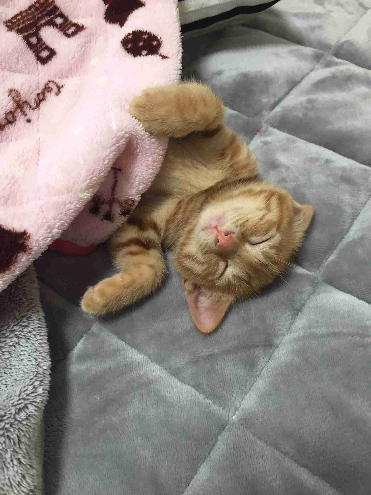 【春なのに】敢えてこたつ×猫を貼るトピ