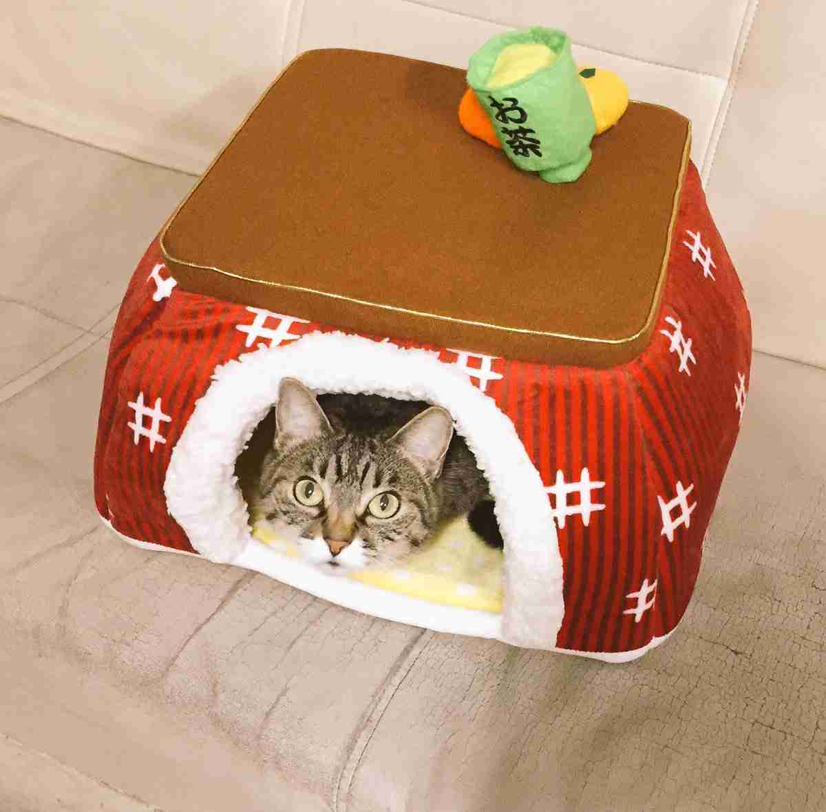 【春なのに】敢えてこたつ×猫を貼るトピ