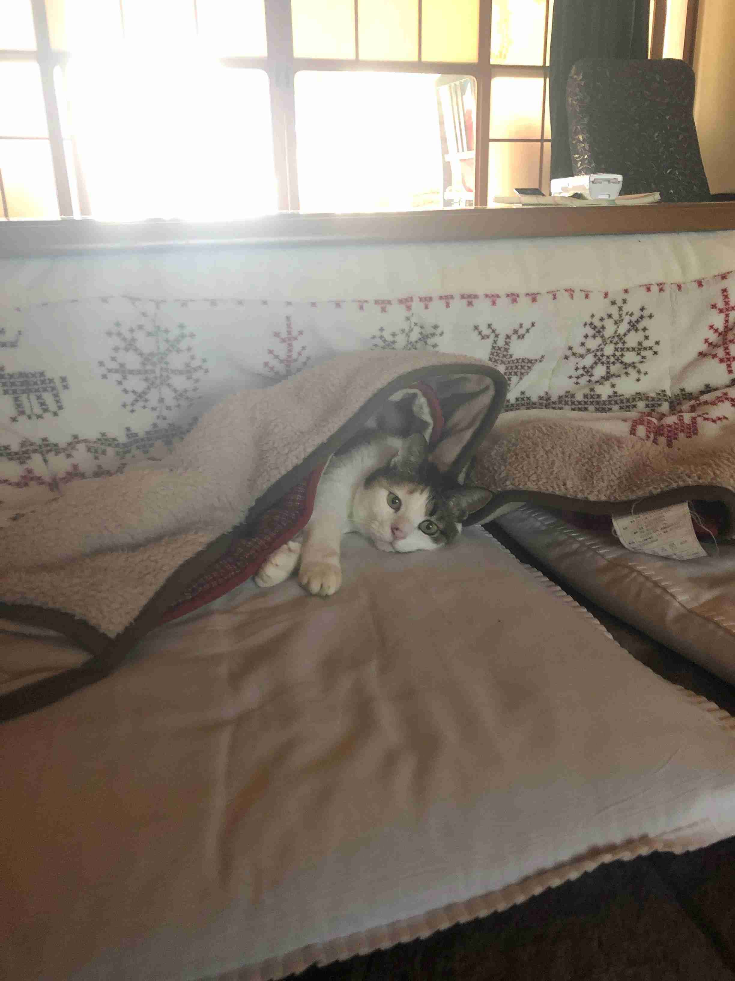 【春なのに】敢えてこたつ×猫を貼るトピ