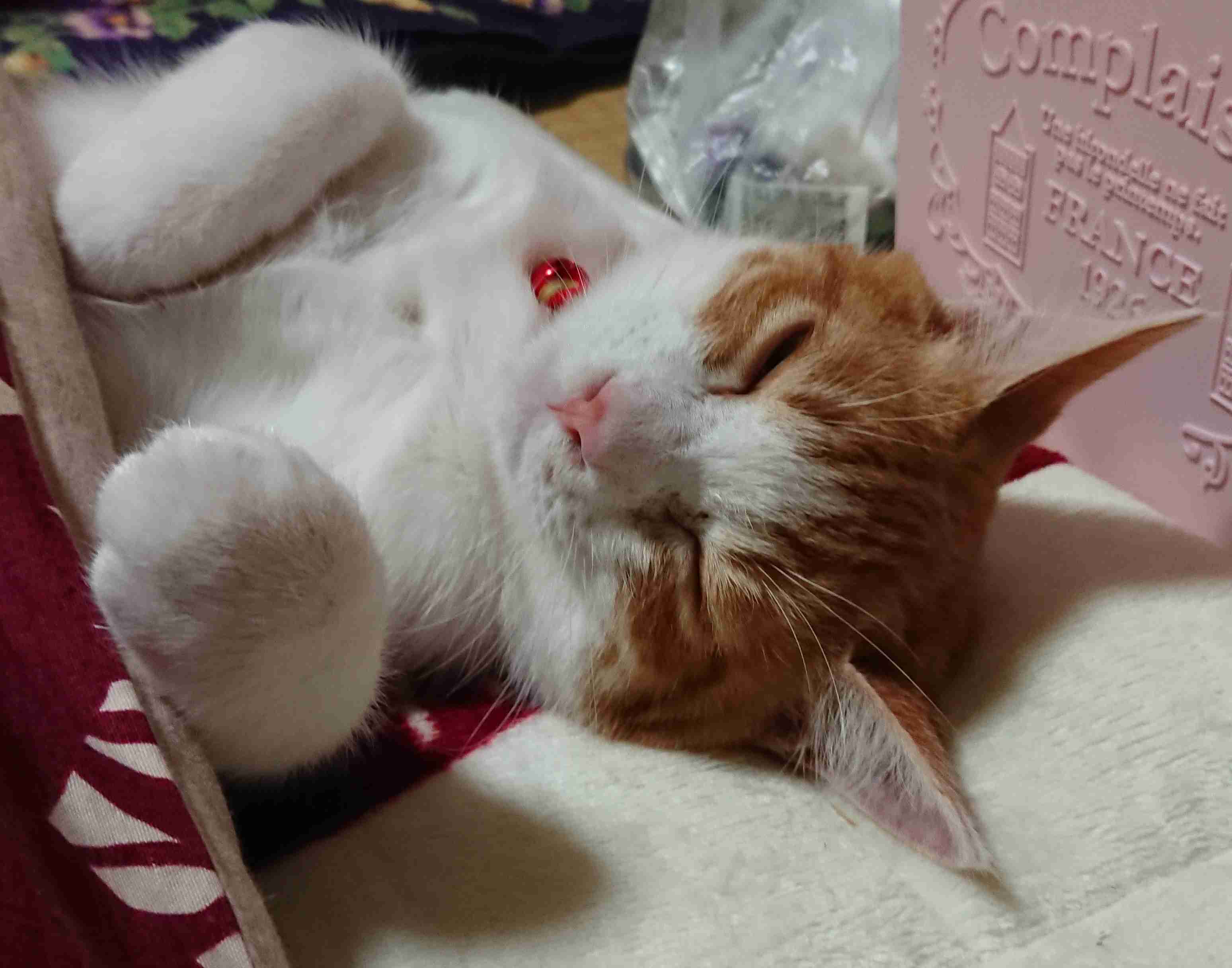 【春なのに】敢えてこたつ×猫を貼るトピ